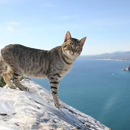 Puchero - Plusholidays カルプ