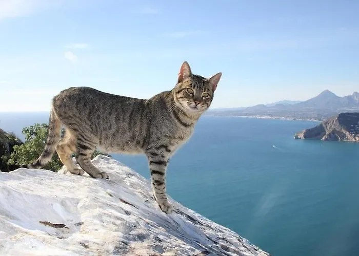 Puchero - Plusholidays Calpe